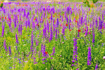 Obraz premium wildflowers in the field, closeup on a sunny day