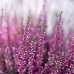 Naklejka premium Pastel toned blooming bright pink erica flowers with bokeh effect. Blossoming flowers heather bush
