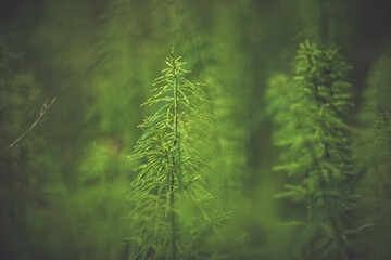 Green Forest 2