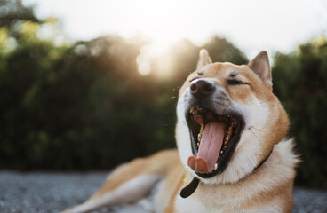 calm sleeping dog yawns rest lies on backgraund sun flare  green landscape, chilling happy smile shiba inu leisure on park, emotional pet relaxing on nature with open mouth, mockup copy space