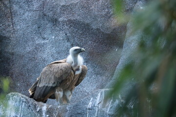 Geier - großer Greifvogel vor einer Felswand