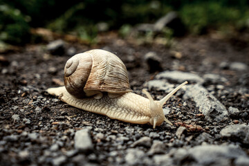 Schnecke / Weinbergschnecke