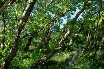Morning sun trough the trees
