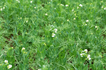 field of peas agriculture / agriculture green peas