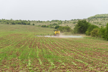 Tractor spraying wheat field.