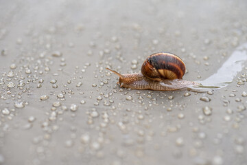 Brown snail crawling on a plastic film in the drops of rain and the setting sun.