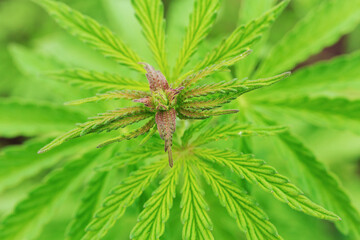 cannabis is a narcotic plant / small sprouts of cannabis