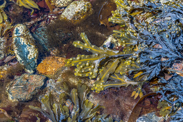 The variety of life in a rock pool on the beach at Marazion, Cornwall in spring