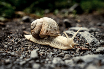 Schnecke / Weinbergschnecke