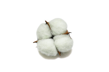 Cotton fruit on a white background. Cotton flower. The photo