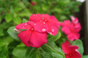 Red blooming flowers of Cayenne Jasmine or Madagascar Periwinkle and raindrops on petals, color in Spring concept.