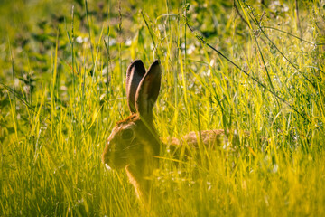 Rabbit in the grass. Wild rabbit in the field © mariusgabi
