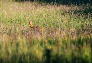Deer in the meadow. Roe deer in the woods. 