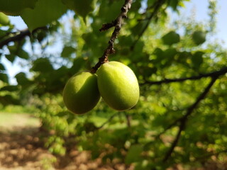 green apples on tree