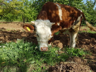 baby cow in garden eating grass
