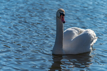 swan in the lake
