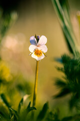 Wildflowers in the field. Wildflowers in the meadow