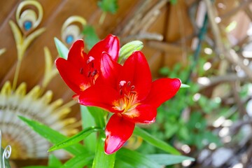 Lilien rot