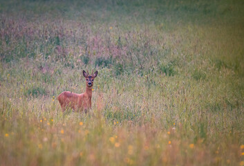 Deer in the meadow. Roe deer in the woods. 