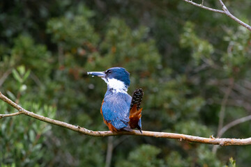 Ringed Kingfischer (Martin Pescador) Latin Name: Megaceryle torquata. Rio Maullin. Chile