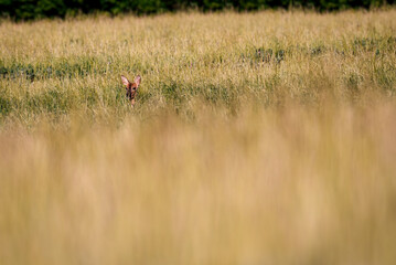Deer in the meadow. Roe deer in the woods. 