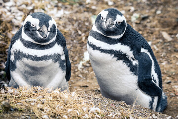 The Magellanic penguins in the Natural  Sanctuary on the Magdalena Island, Chile