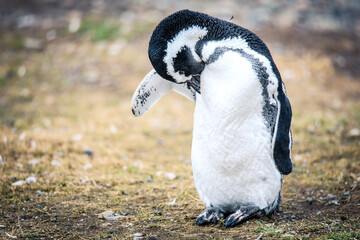 The Magellanic penguins in the Natural  Sanctuary on the Magdalena Island, Chile