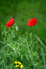 two red poppy flowers in the field