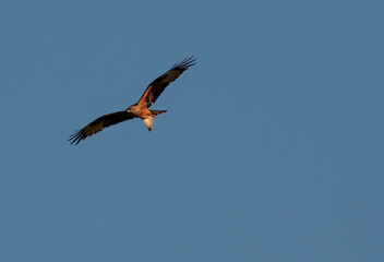 Black vulture in flight. Vulture in flight