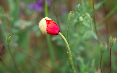 red poppy flower bud