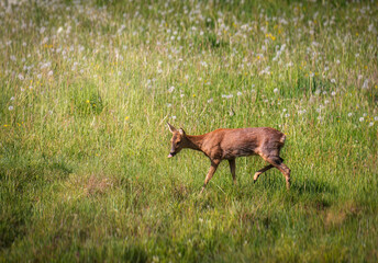 Roe deer in the woods. Deer in the forest.