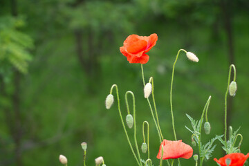 red poppy flower