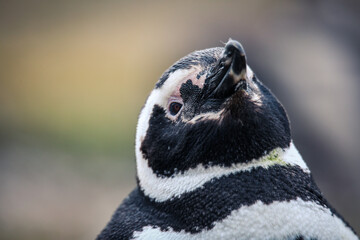 The Magellanic penguins in the Natural  Sanctuary on the Magdalena Island, Chile