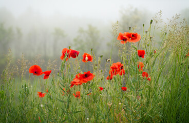 Fototapeta premium poppies in the meadow