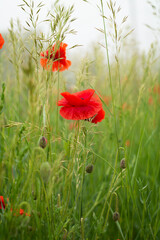 red poppy in the field