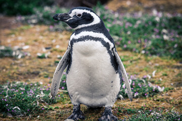 The Magellanic penguins in the Natural  Sanctuary on the Magdalena Island, Chile