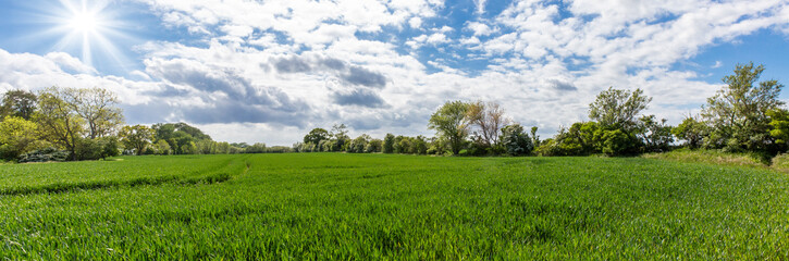 landscape of green field and blue sky