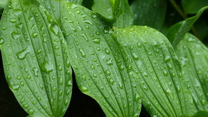 water drops on green leaf close up background