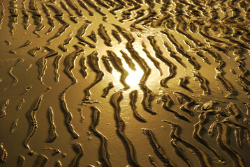 Sunshine on sunset time and sand in desert