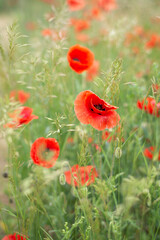 red poppy in a field