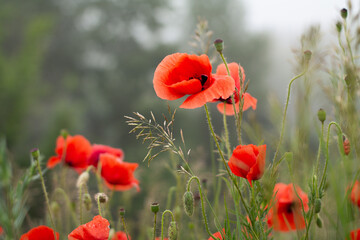 poppies in the field