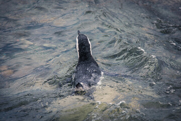 Swimming Pinguin in the Strait of Magellan,  Chile