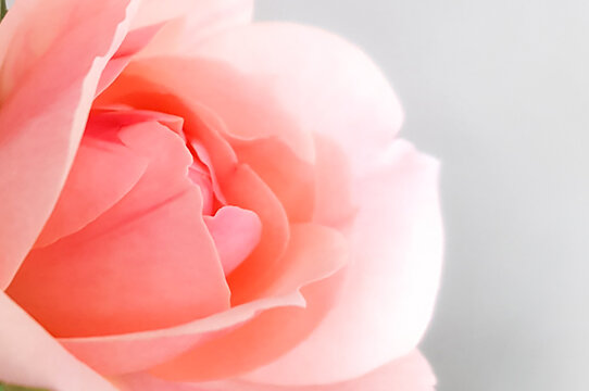 Pink-oldrose color closeup with white background