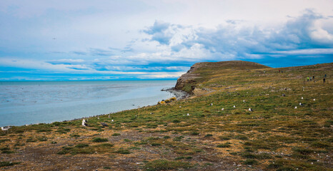 Coastline on the Natural Magdalena Island Reserve with a lot of Magellanic penguins, Chile