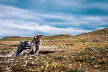 The Magellanic penguins in the Natural  Sanctuary on the Magdalena Island, Chile