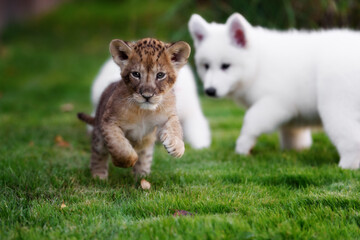 Naklejka na ściany i meble White Swiss Shepherds puppy play and kiss with lion cub