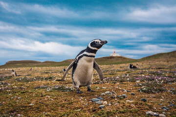 The Magellanic penguins in the Natural  Sanctuary on the Magdalena Island, Chile