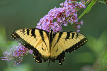 Fototapeta na wymiar Eastern tiger swallowtail butterfly feeding on butterfly bush; Maryland
