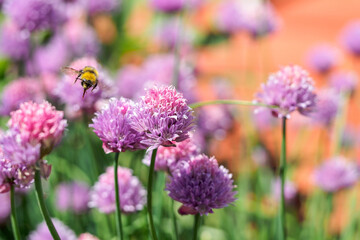 Bee coming into land on purple flowering chives