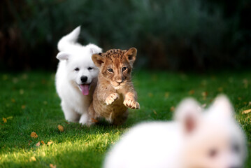White Swiss Shepherds puppy play and kiss with lion cub
